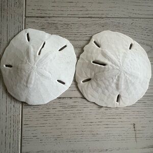 White Sand Dollar Decor